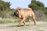 SHAR-PEI 275